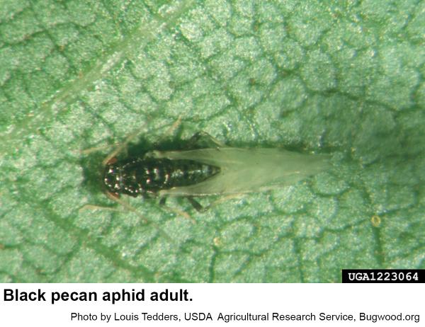 Black pecan aphids 